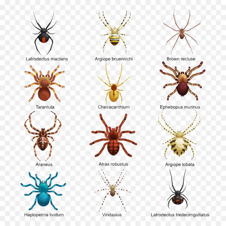 แมงมุม，Arachnids PNG