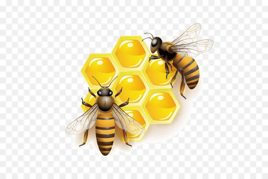 บี，ที่ผึ้ง PNG