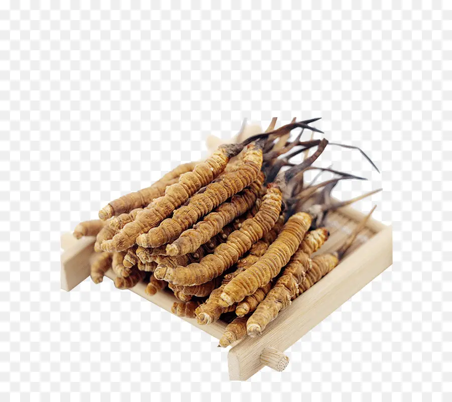 Cordyceps，เห็ด PNG