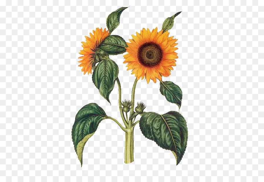 เหมือนกัน Sunflower，พฤกษ ศาสตร์ PNG