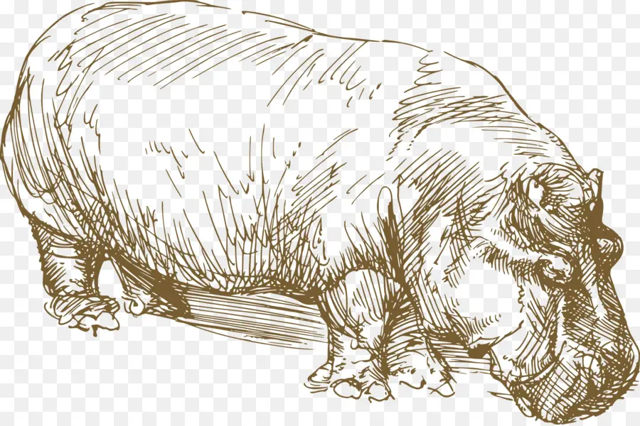 Hippopotamus Sketch，สัตว์ PNG