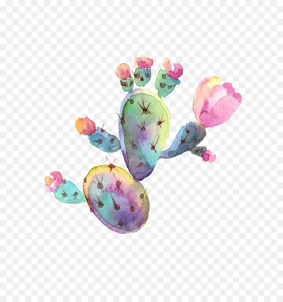 Cactus สีน้ำ，ดอกไม้ PNG