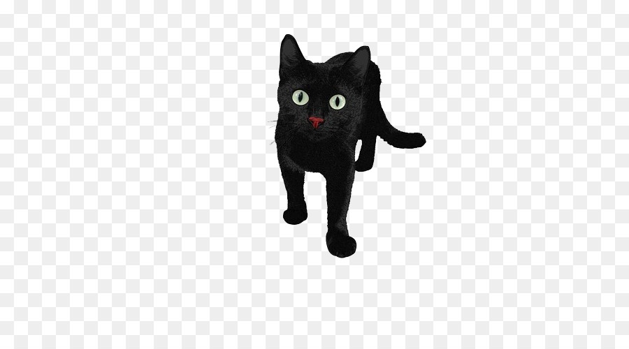 Persian แมว，แมวดำ PNG