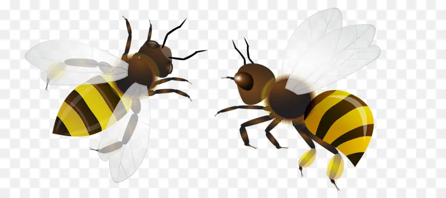 ผึ้ง，แมลง PNG