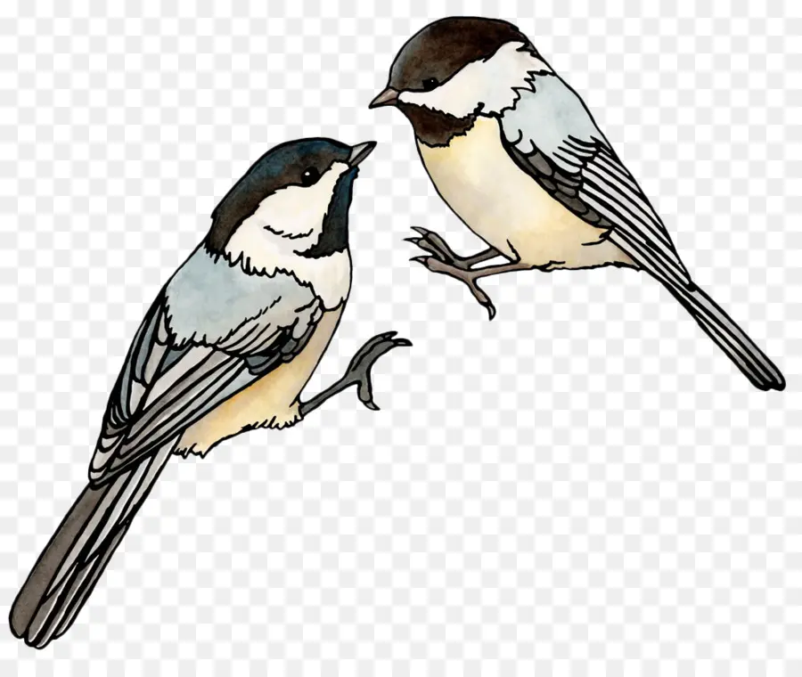 นก，Chickadees PNG