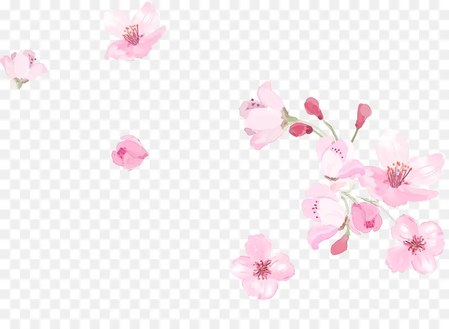 สีชมพู，เชอร์รี่ Blossom PNG