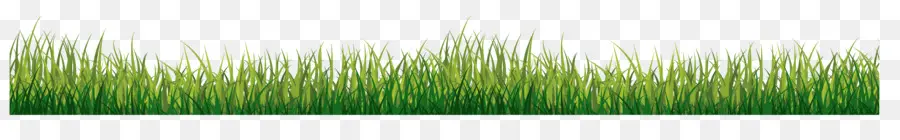 หญ้า，สีเขียว PNG