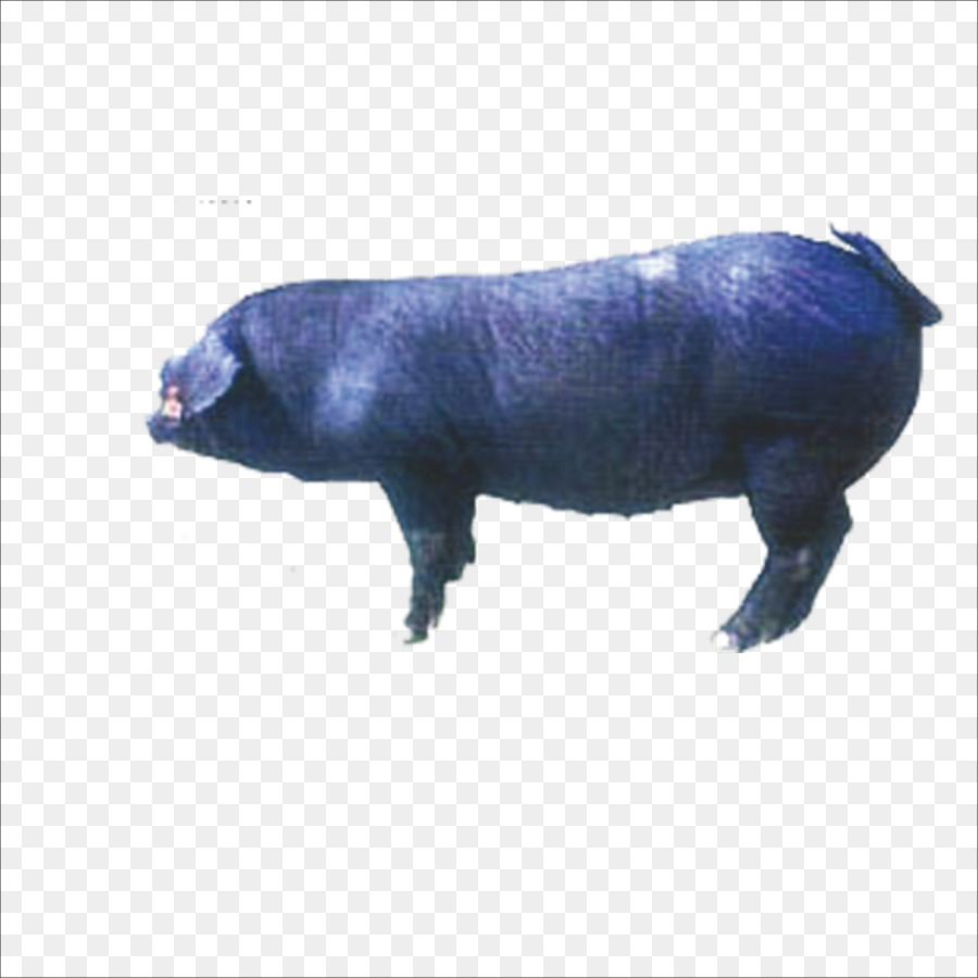 หมูสีดำ，ฟาร์ม PNG