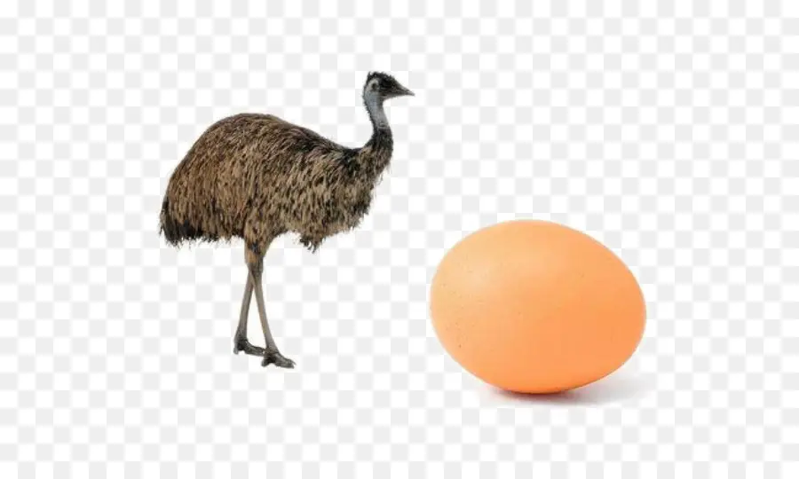 Emu และไข่，นก PNG