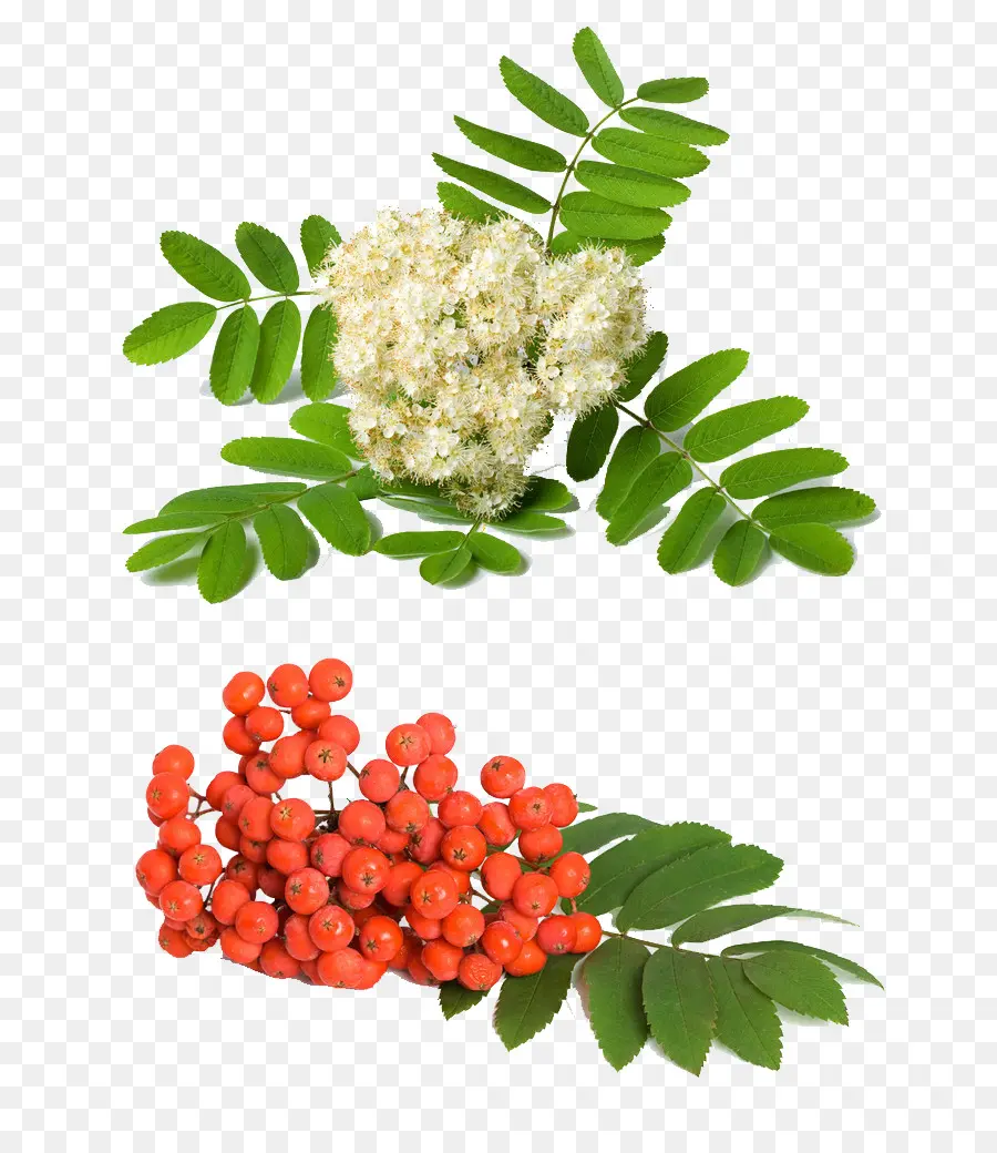 Rowan，Sorbus Aucuparia PNG