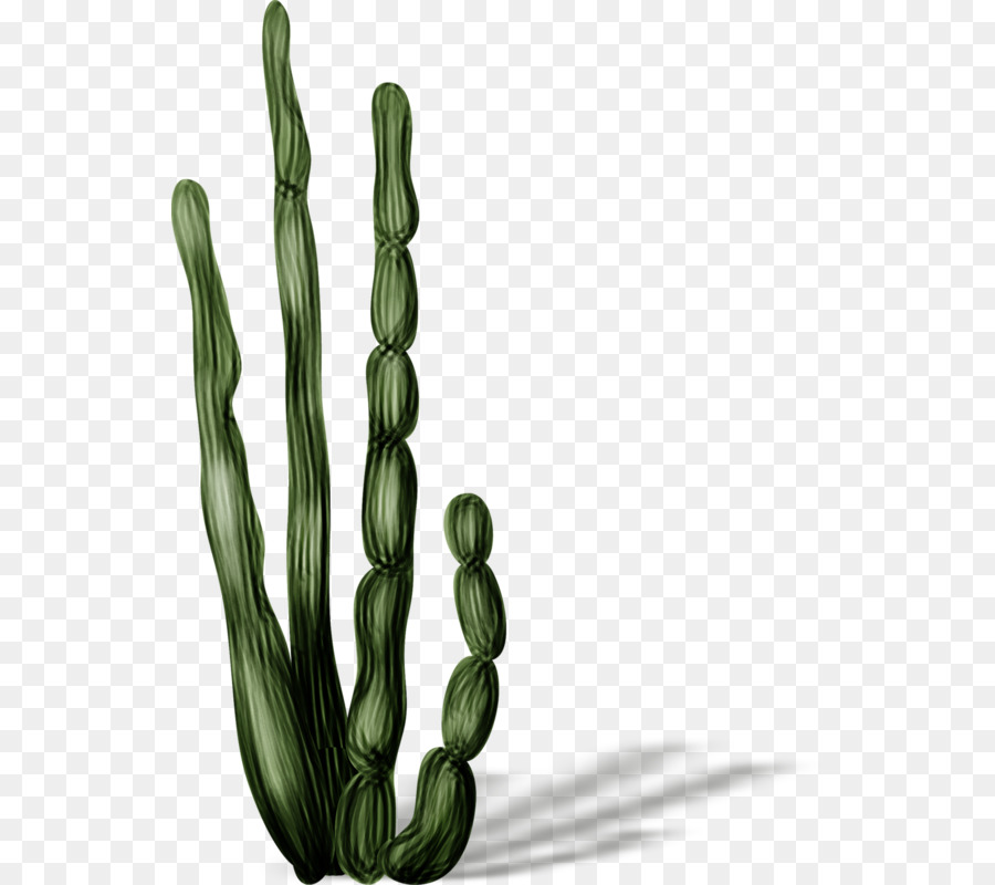 Cactaceae，ถ่าย ภาพ PNG