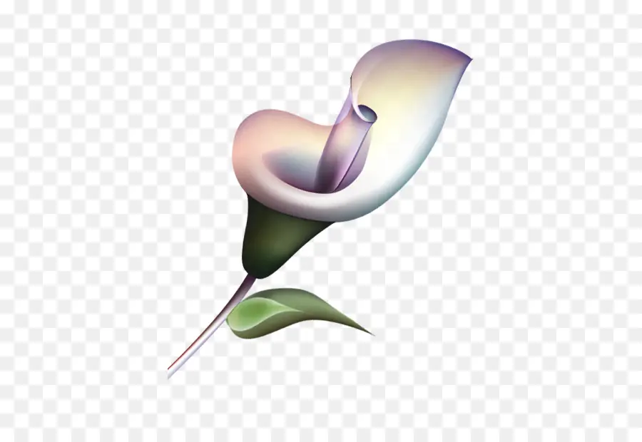 Calla Lily，ผลิบาน PNG