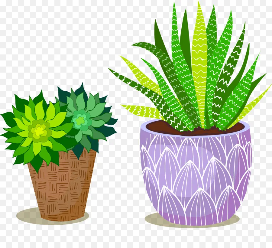 พืชกระถาง，Succulents PNG