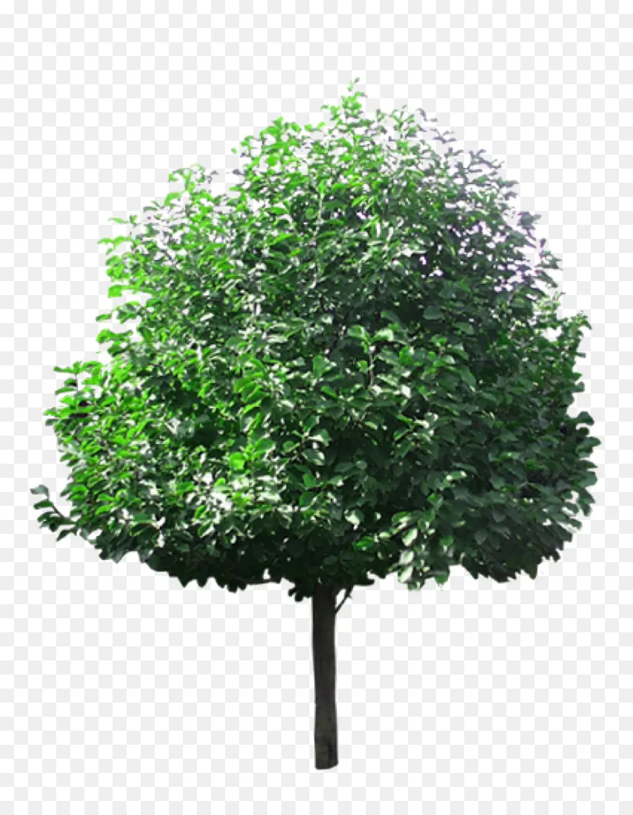 ต้นไม้，นเด็น PNG