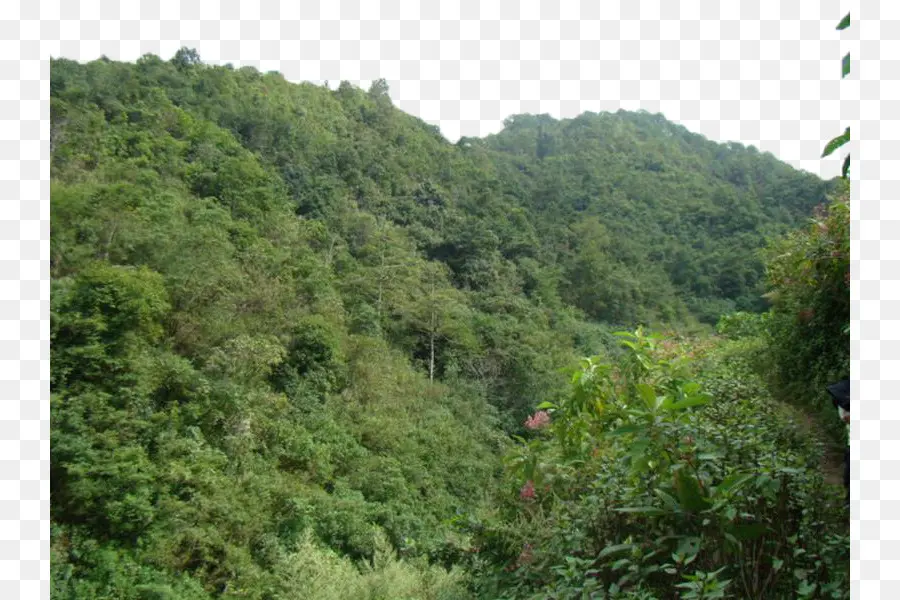 Valdivian Temperate ป่าฝน，ป่า PNG