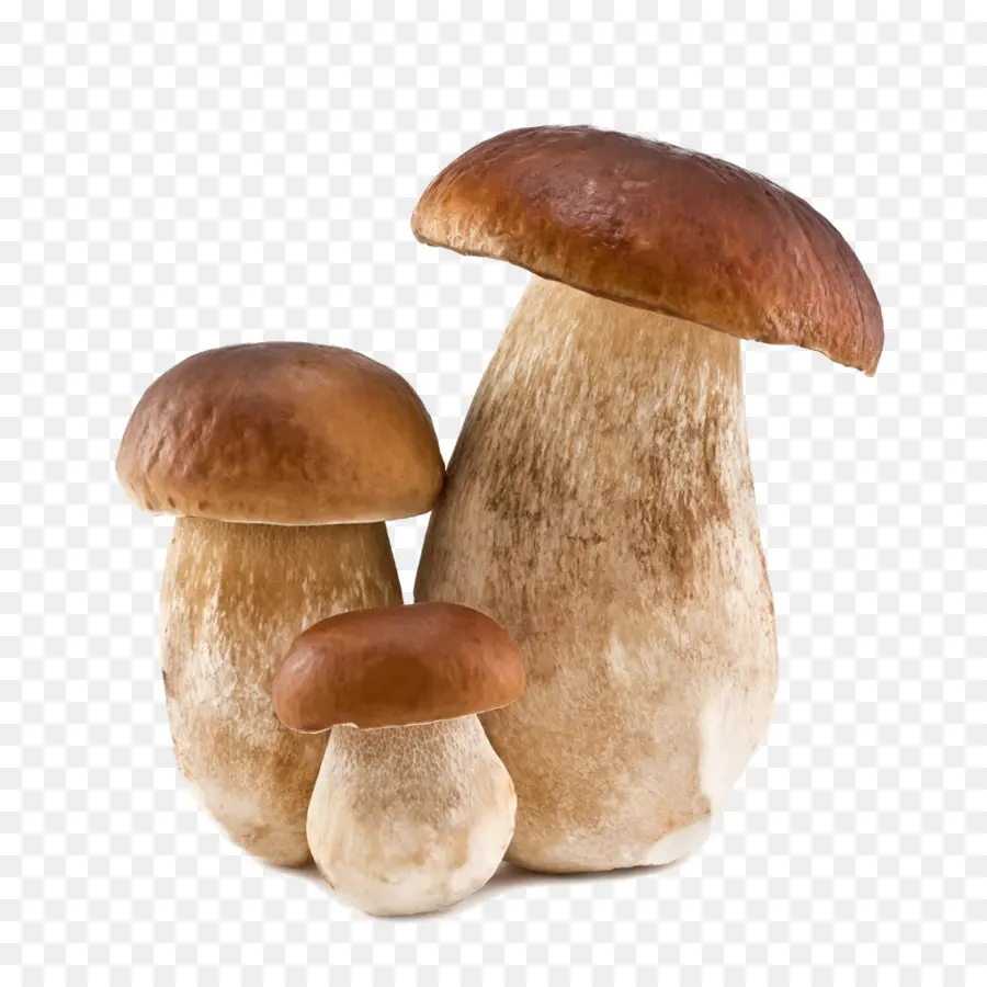 เห็ด，Porcini PNG