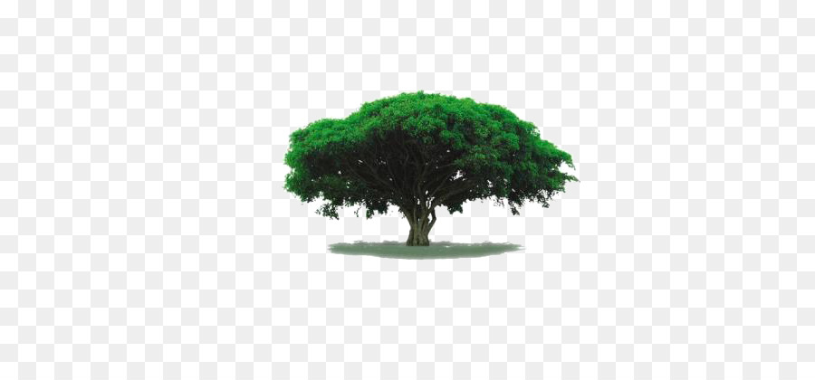 แบตเตอรี่ถชาร์จเจอร์，ต้นไม้ PNG