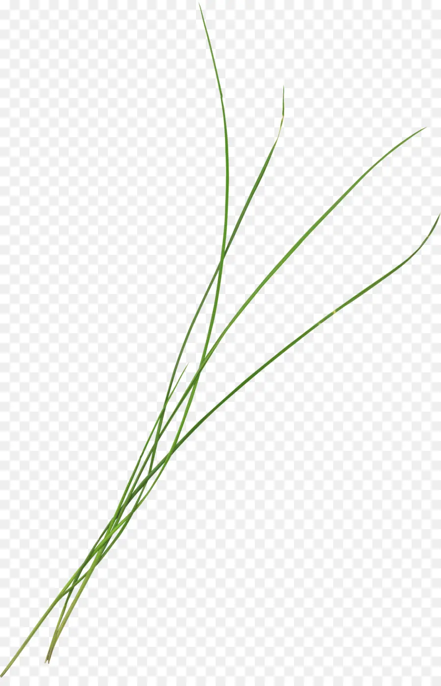 หญ้า，ของกูเกิ้ลภาพต่างๆ PNG
