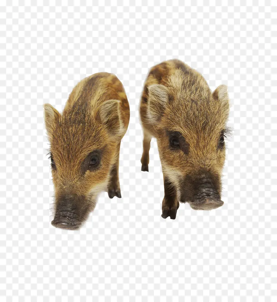 Baby Wild Boars，น่ารัก PNG