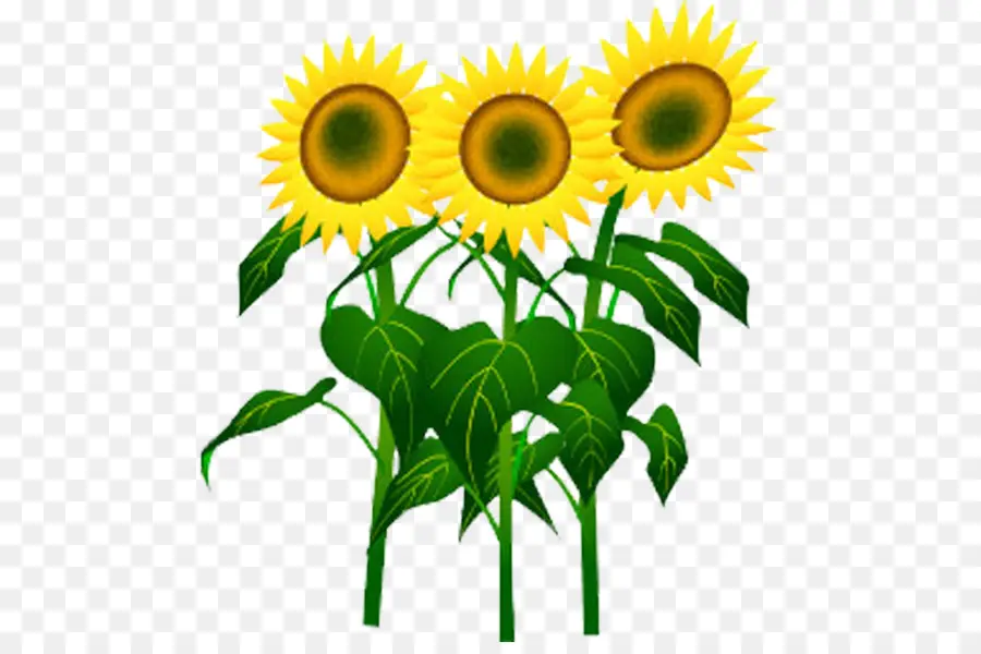 เหมือนกัน Sunflower，ตูน PNG