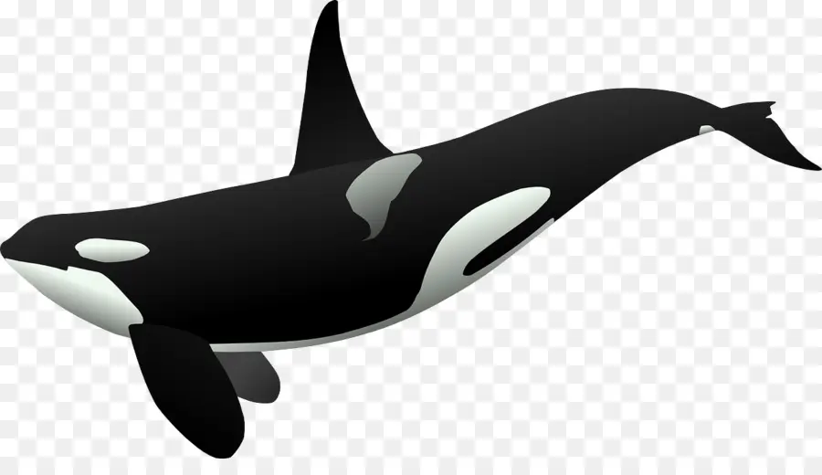 Orca，วาฬ PNG