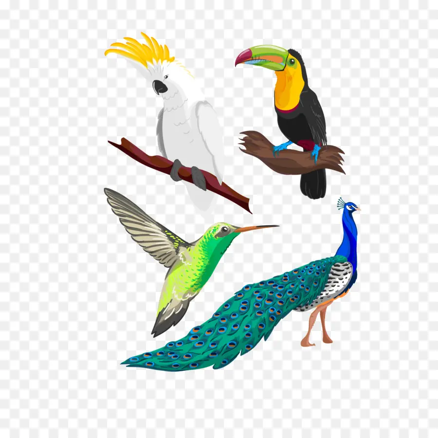 นกสีสันสดใส，Toucan PNG