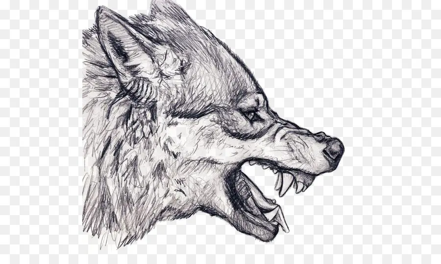 Wolf Sketch，สัตว์ PNG