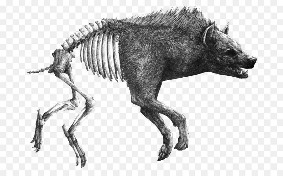 Skeleton Hyena，โครงกระดูก PNG