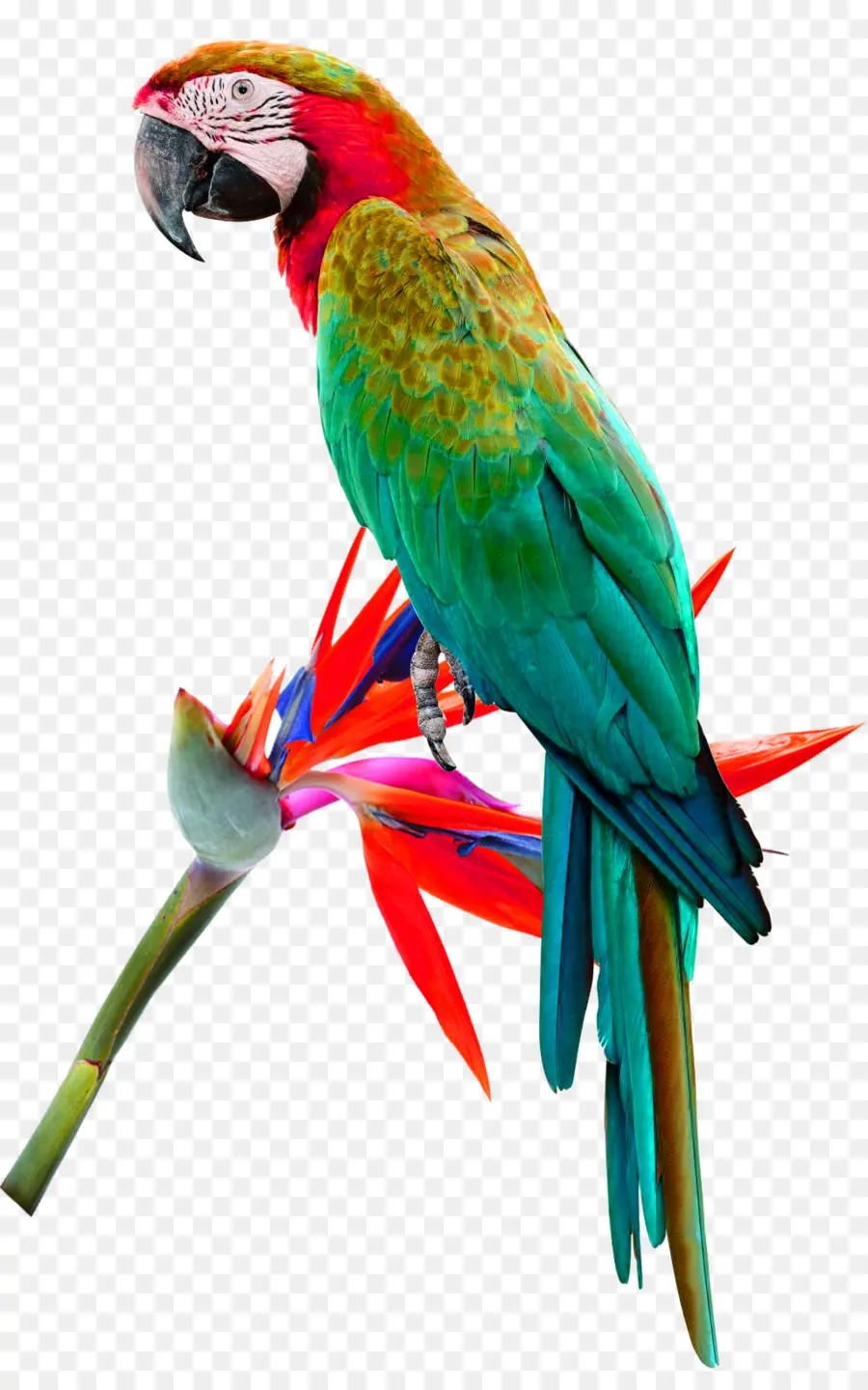 นก，Redlored Amazon PNG