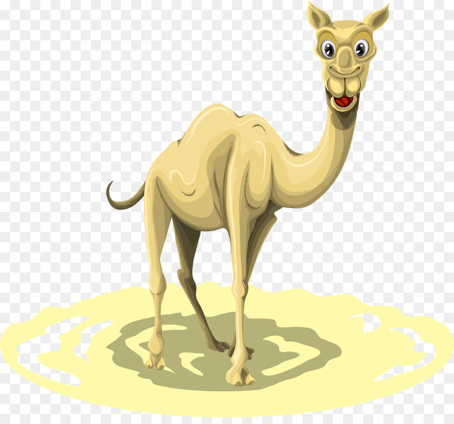 Dromedary，ลาม่า PNG