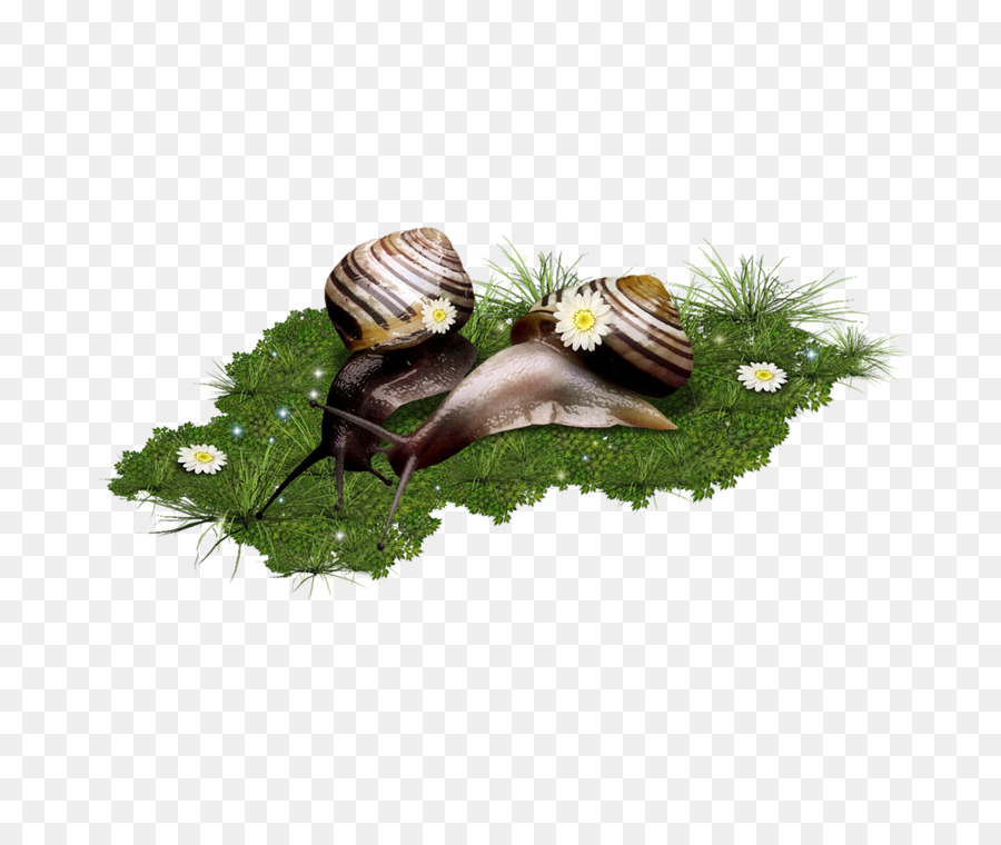 Escargot，อยทากทางยาวเป็น PNG