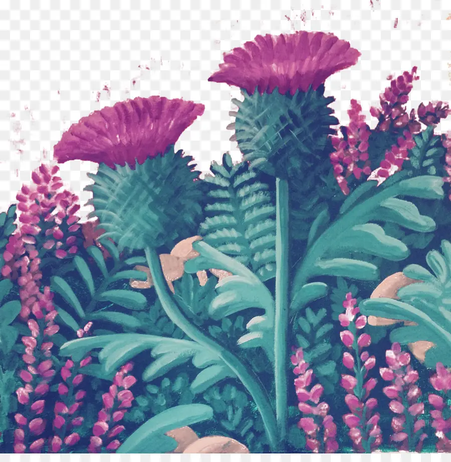 ดอกไม้ Thistle，ดอกไม้ PNG