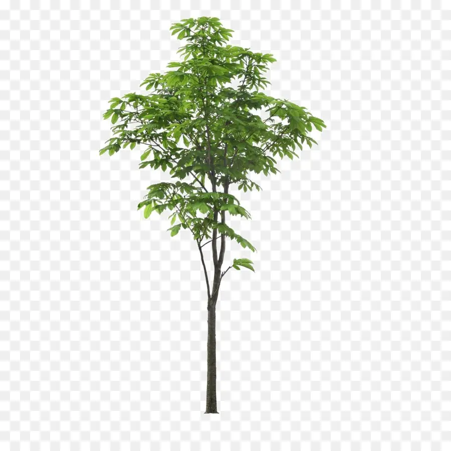 แนวนอน，ต้นไม้ PNG