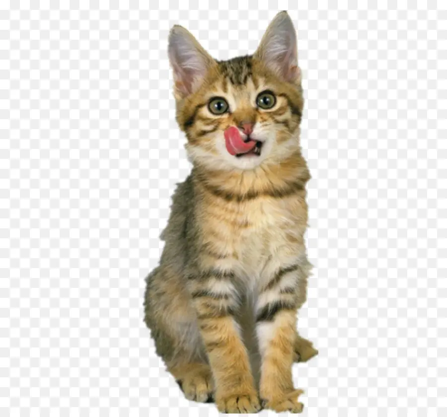 Tabby Kitten，การเลีย PNG