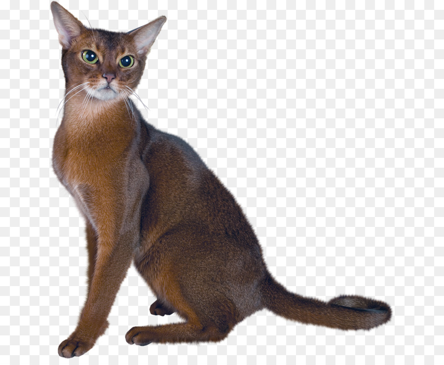 แมวเปอร์เซีย，Abyssinian PNG