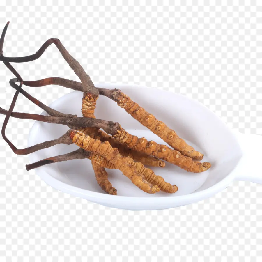 Cordyceps，ชาม PNG