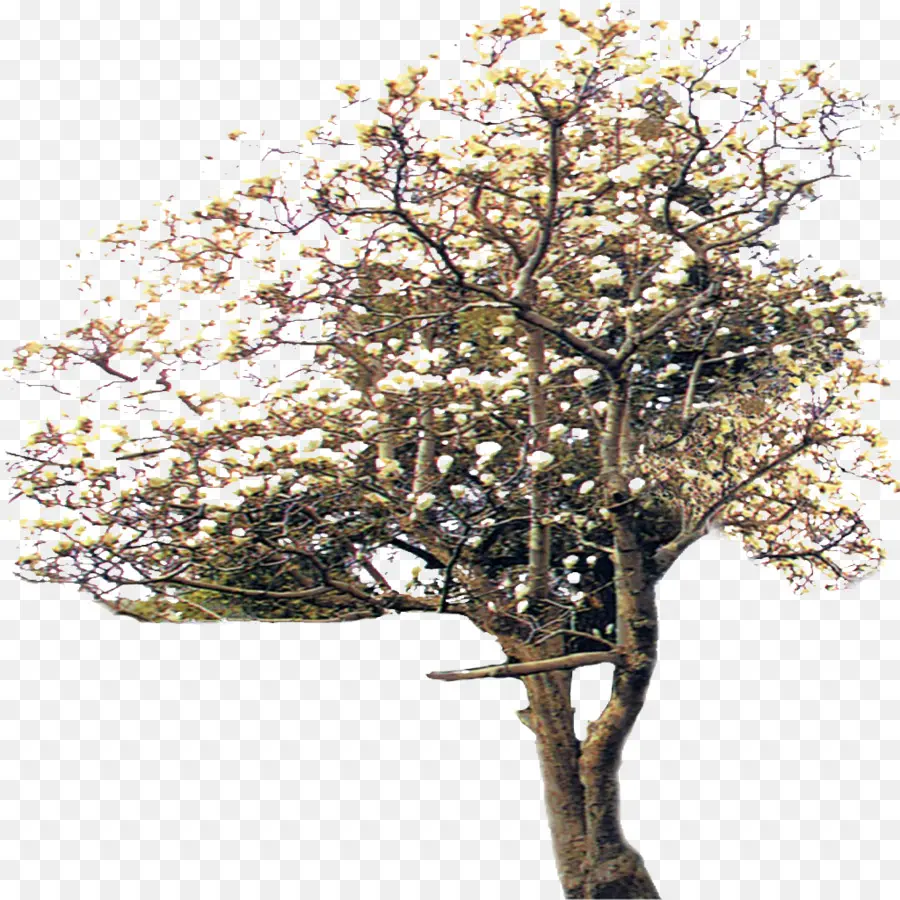 ต้นไม้，Euclidean เว็กเตอร์ PNG