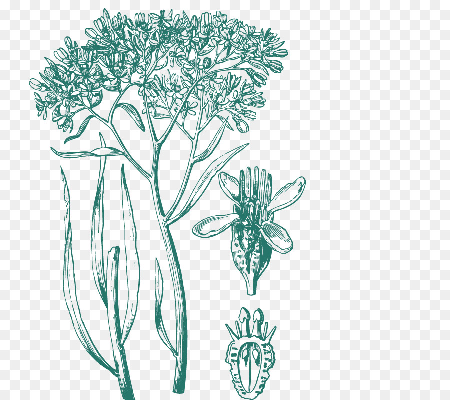 เก็ตช์ภาพของคน Vegetation ของสวอนแม่น้ำ Colony，ต้นไม้ PNG