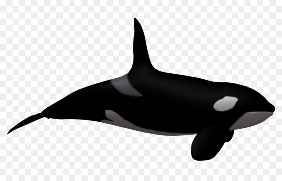 Orca，วาฬ PNG