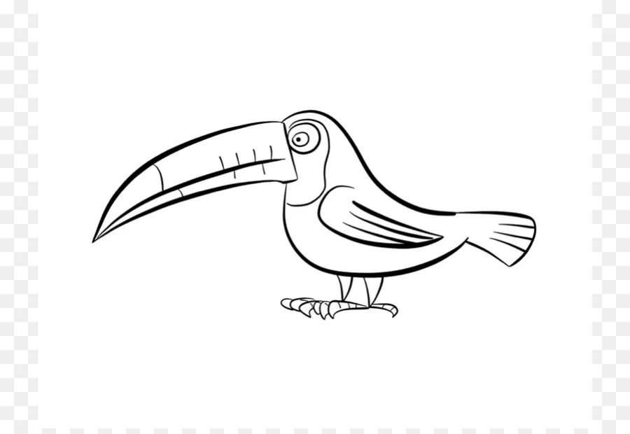 Toucan，นก PNG