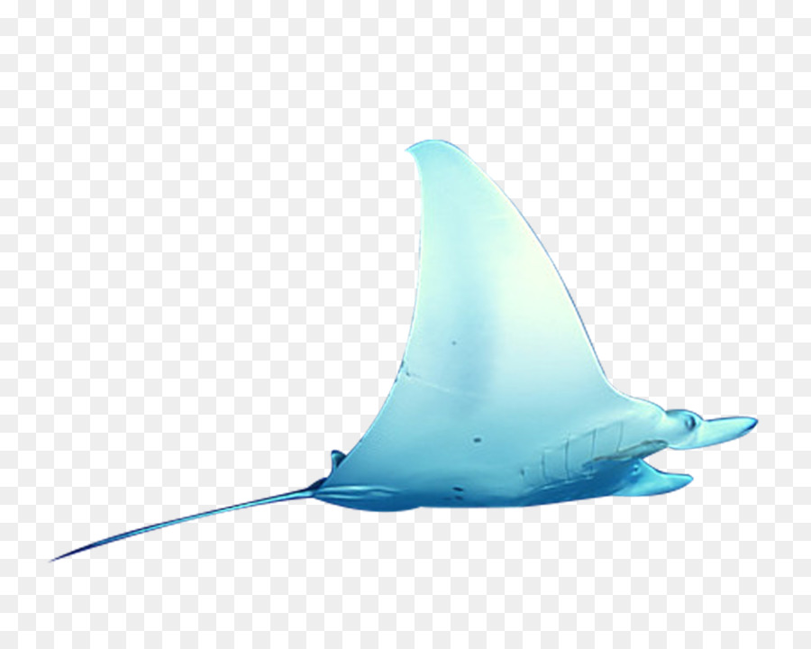 ฉลาม，น้ำ PNG