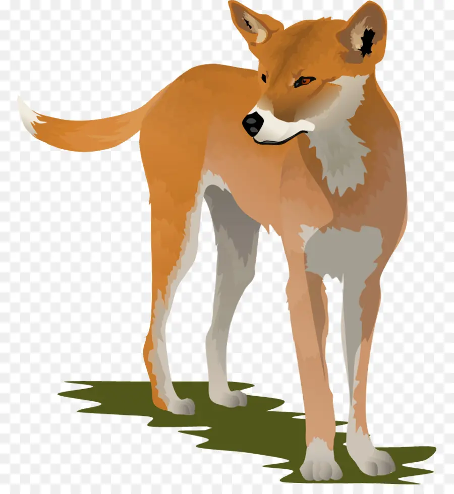Dingo，สุนัข PNG
