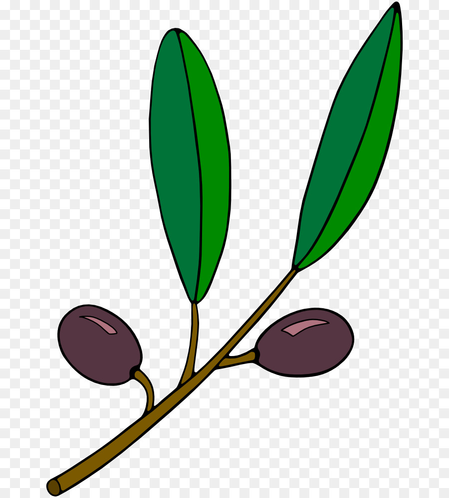 บมะกอก，กิ่งของต้นมะกอก PNG