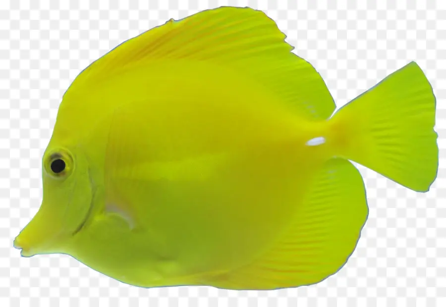 ปลา，สีเหลือง PNG