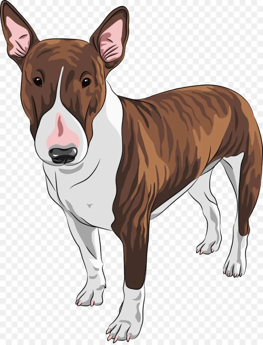 Bull Terrier，สุนัข PNG