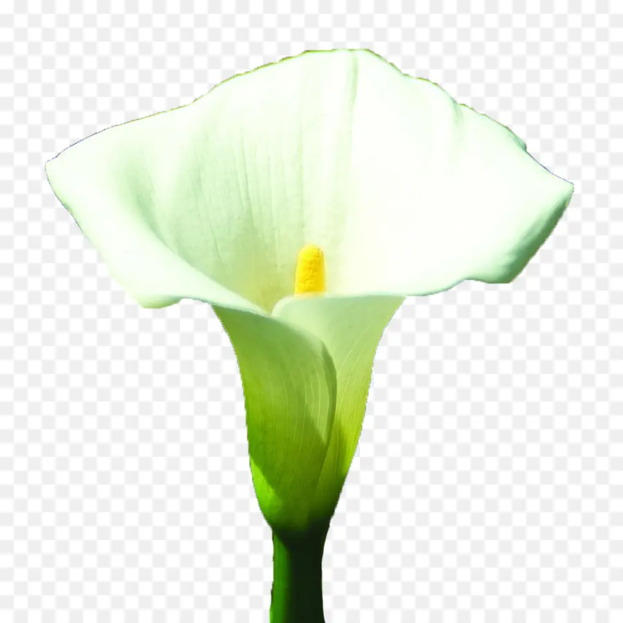 Calla Lily，ปลูก PNG