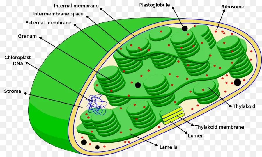 แผนภาพคลอโรพลาสต์，เซลล์พืช PNG