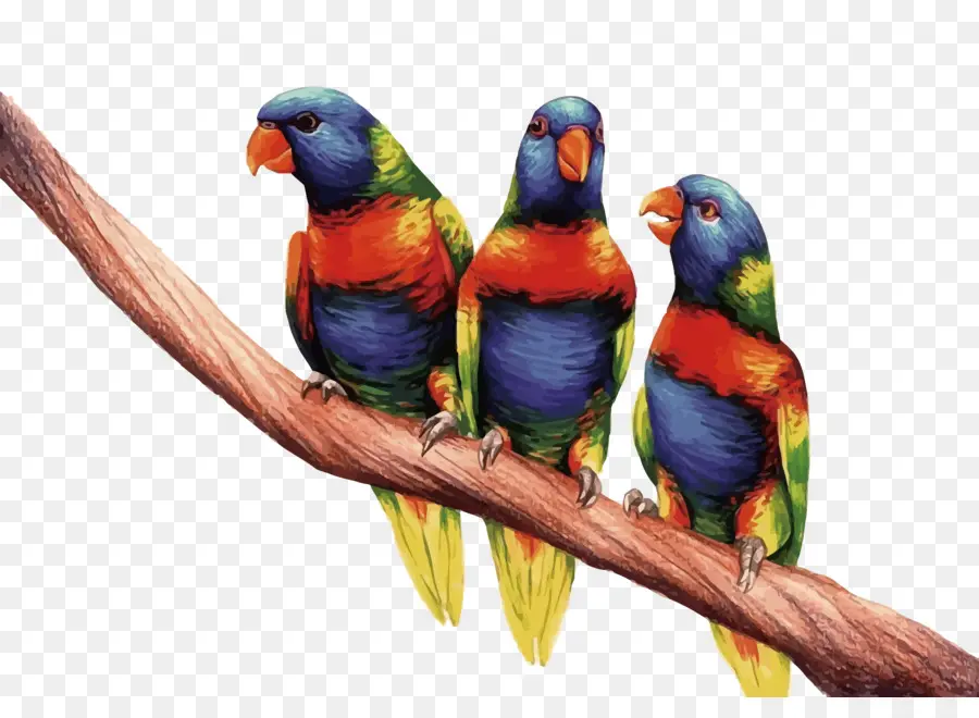 Rainbow Lorikeets，นกสีสันสดใส PNG