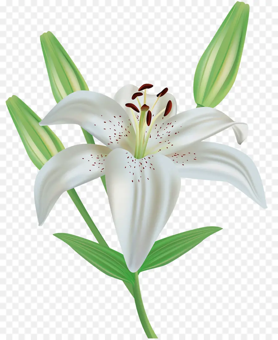 อีสเตอร์ลิลลี่，ดอกไม้ PNG