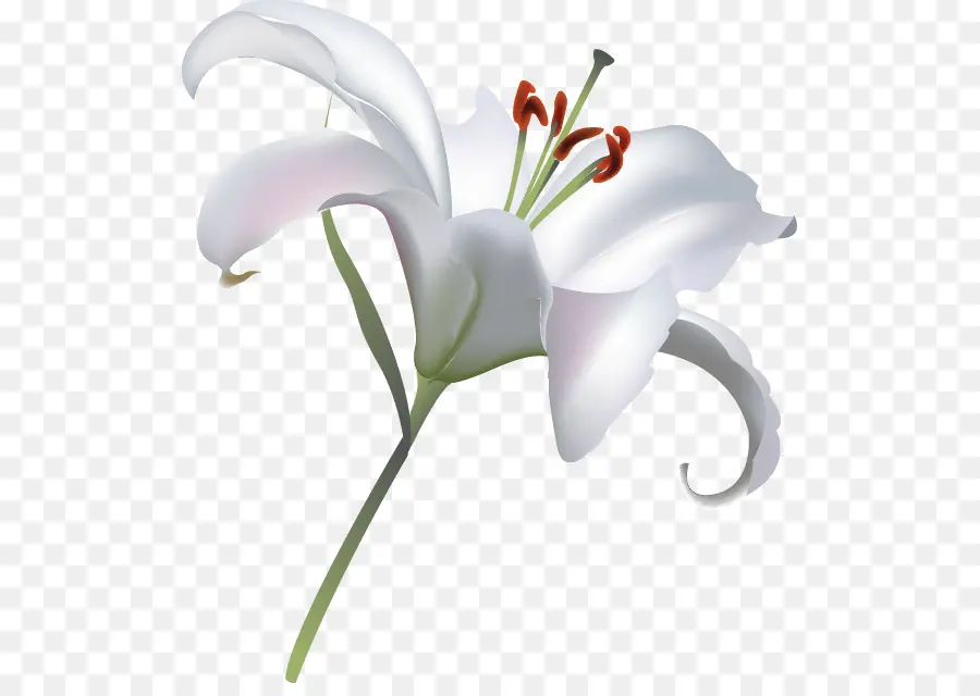 Calla Lily สีขาว，ปลูก PNG